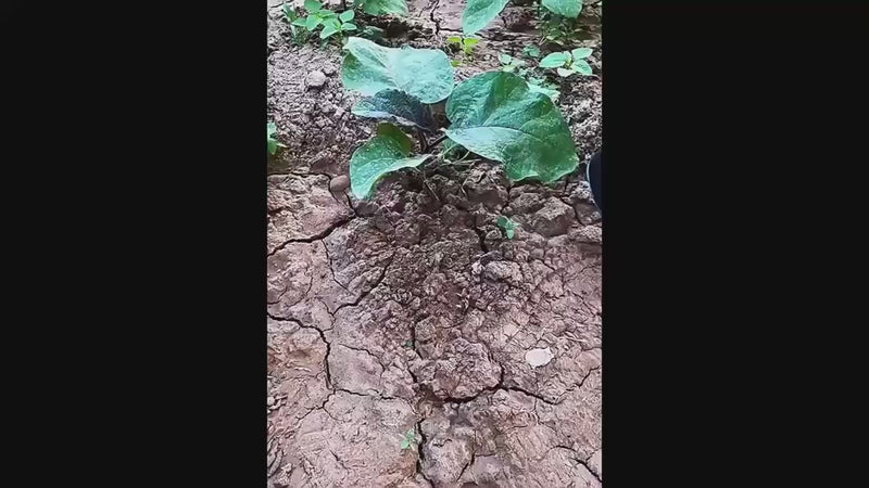 Gants de jardinage avec griffes-4